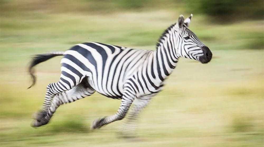 A panning shot is a camera technique that involves moving the camera horizontally along with a moving subject, creating a sense of motion and action in the resulting photograph or video.