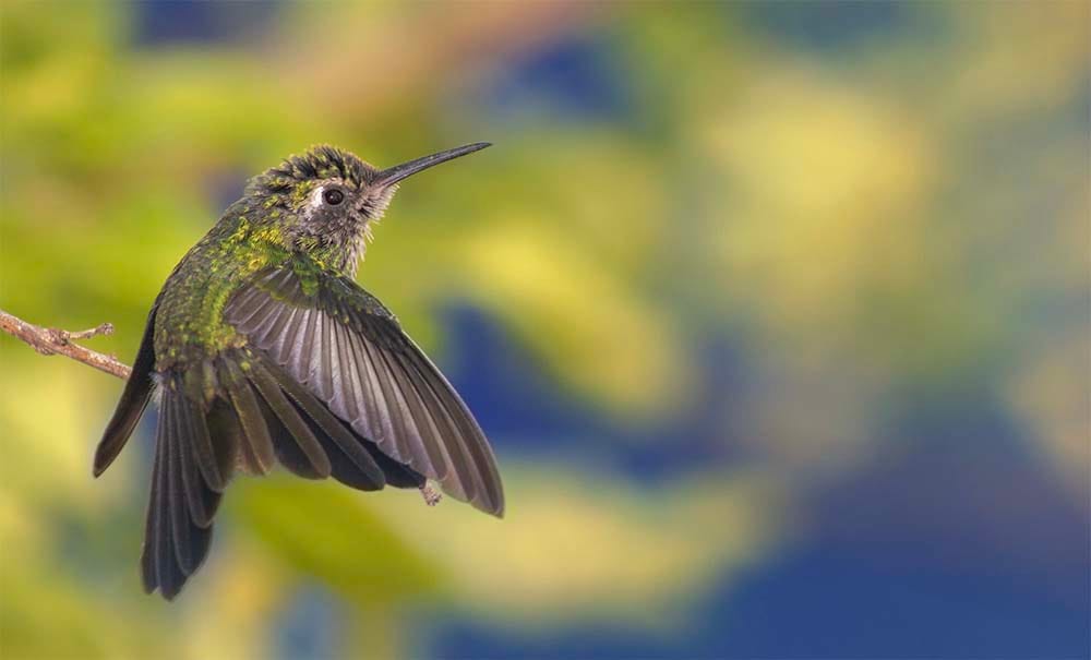 Bird Photography