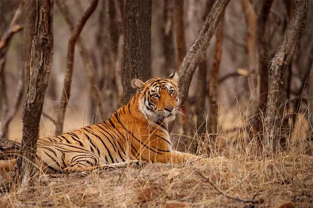 Wildlife Photography