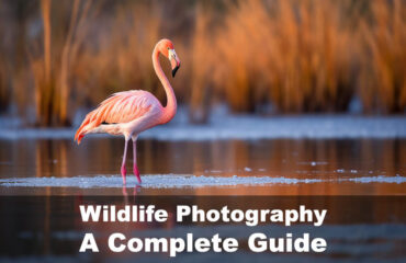 Wildlife Photography- A Complete Guide