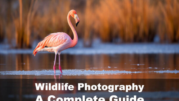 Wildlife Photography- A Complete Guide